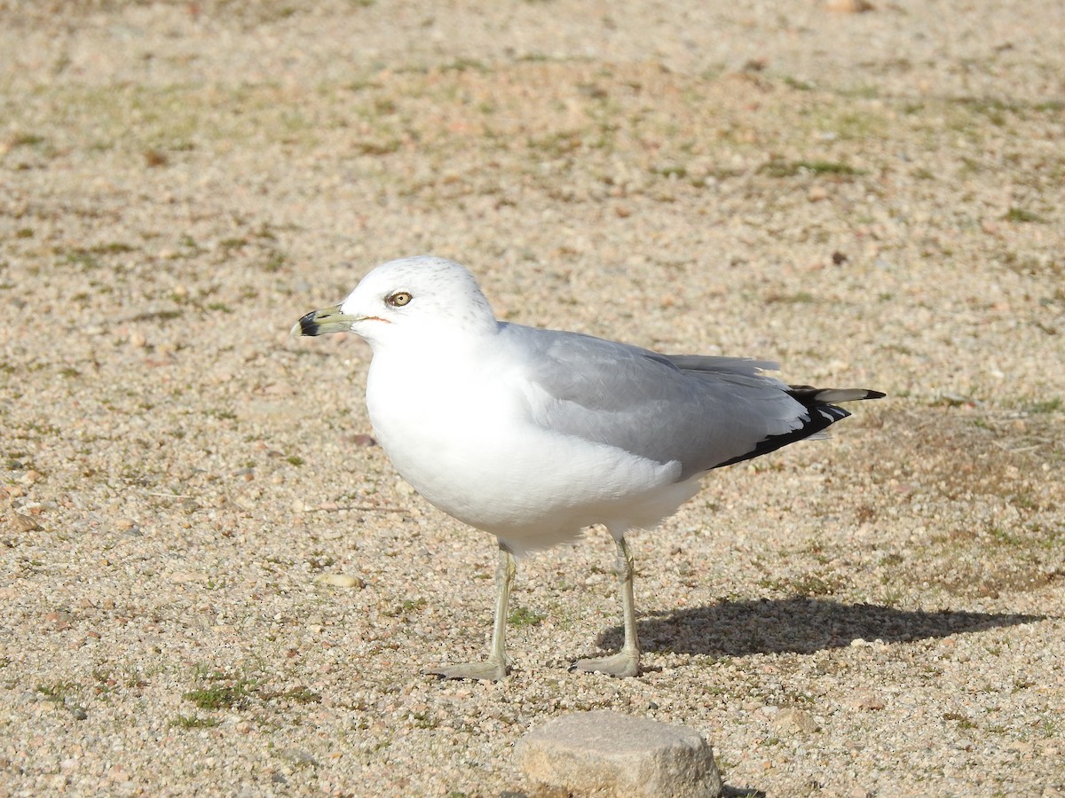 Gaviota de Delaware - ML647658955