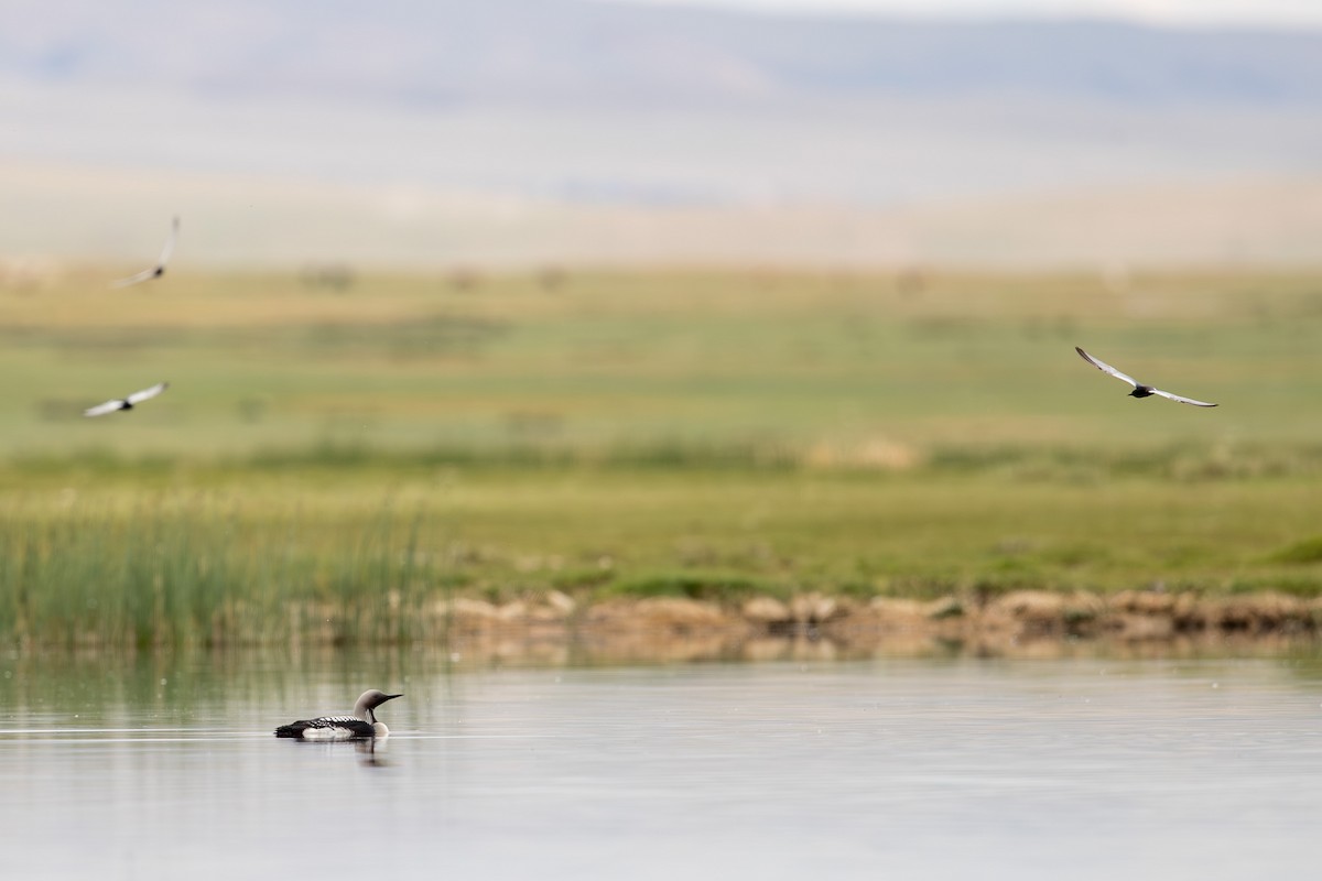 Colimbo Ártico - ML647658957