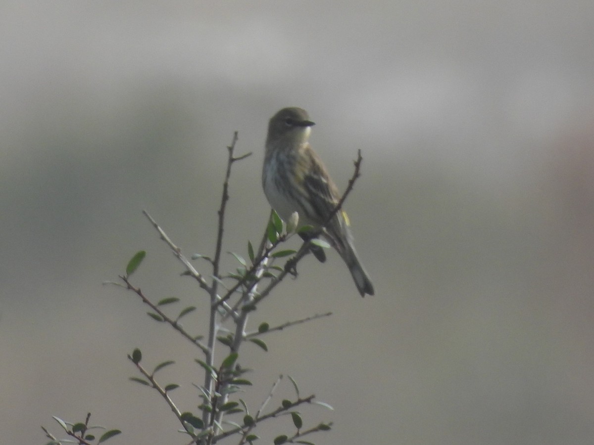 Reinita Coronada - ML647658958