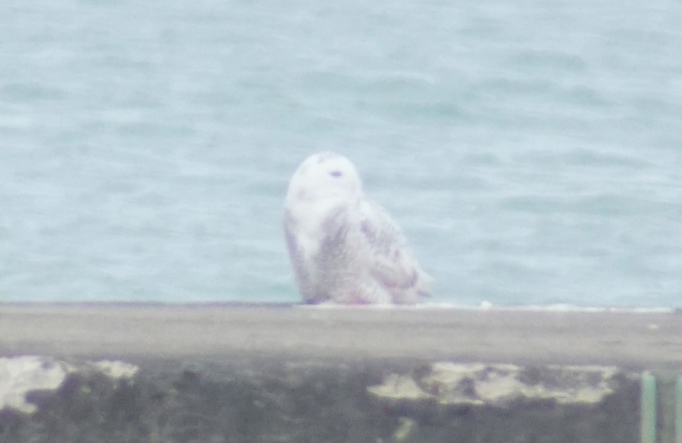 Búho Nival - ML647658959