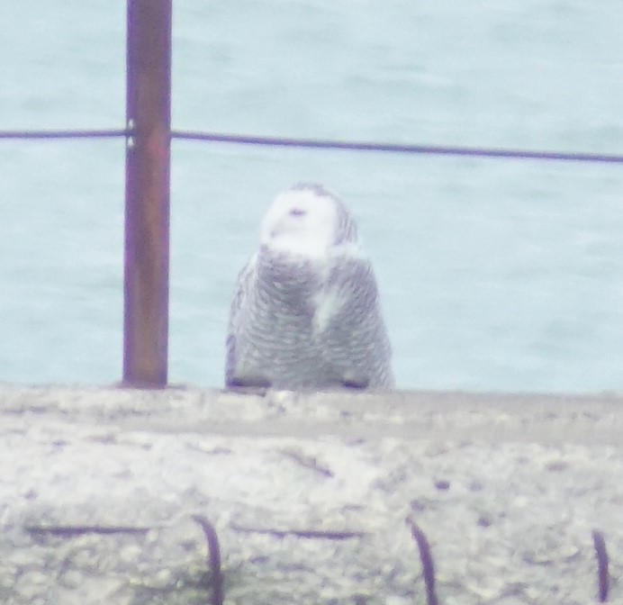 Búho Nival - ML647658960