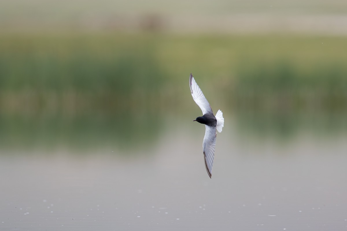 Fumarel Aliblanco - ML647658967