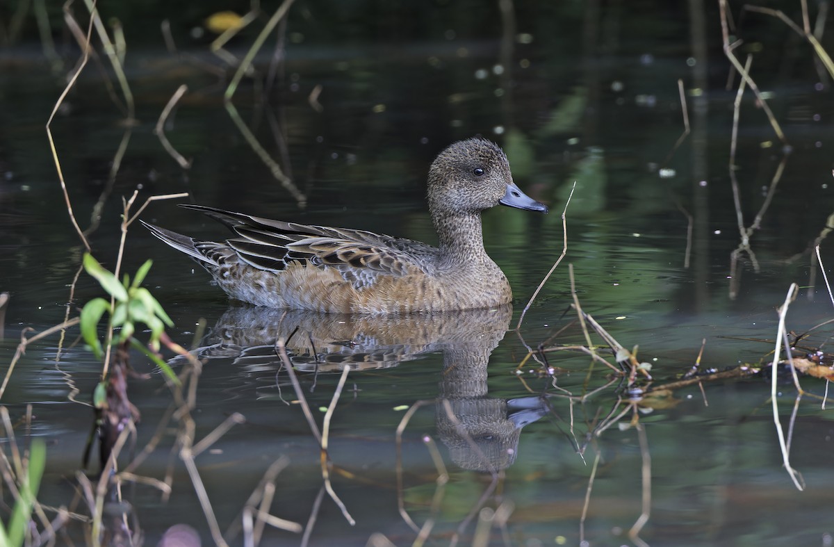 Silbón Europeo - ML647658968