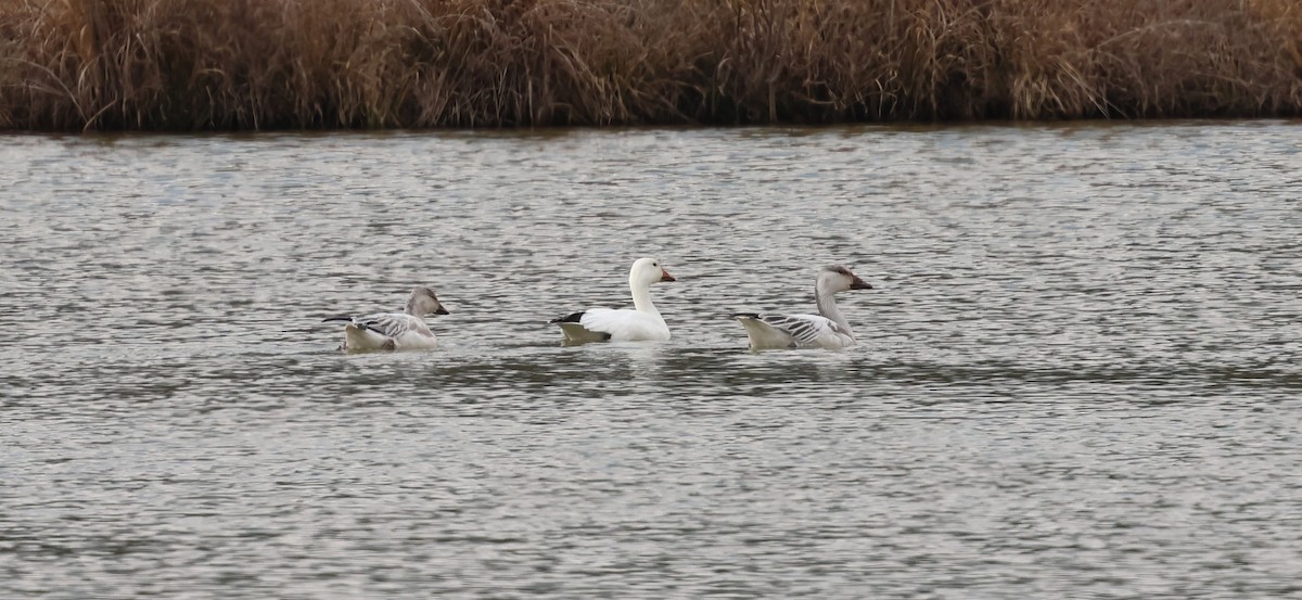 Ánsar Nival - ML647658969