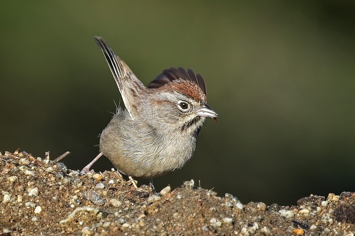 Chingolo Coronirrufo - ML647658970