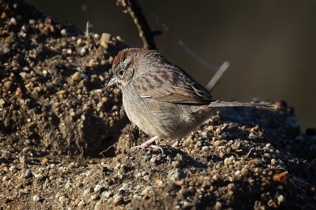 Chingolo Coronirrufo - ML647658971