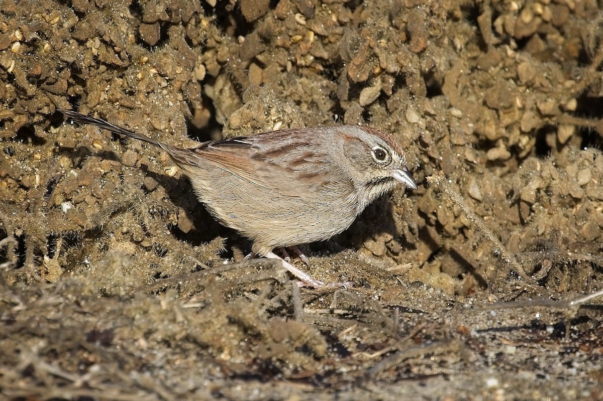 Chingolo Coronirrufo - ML647658972