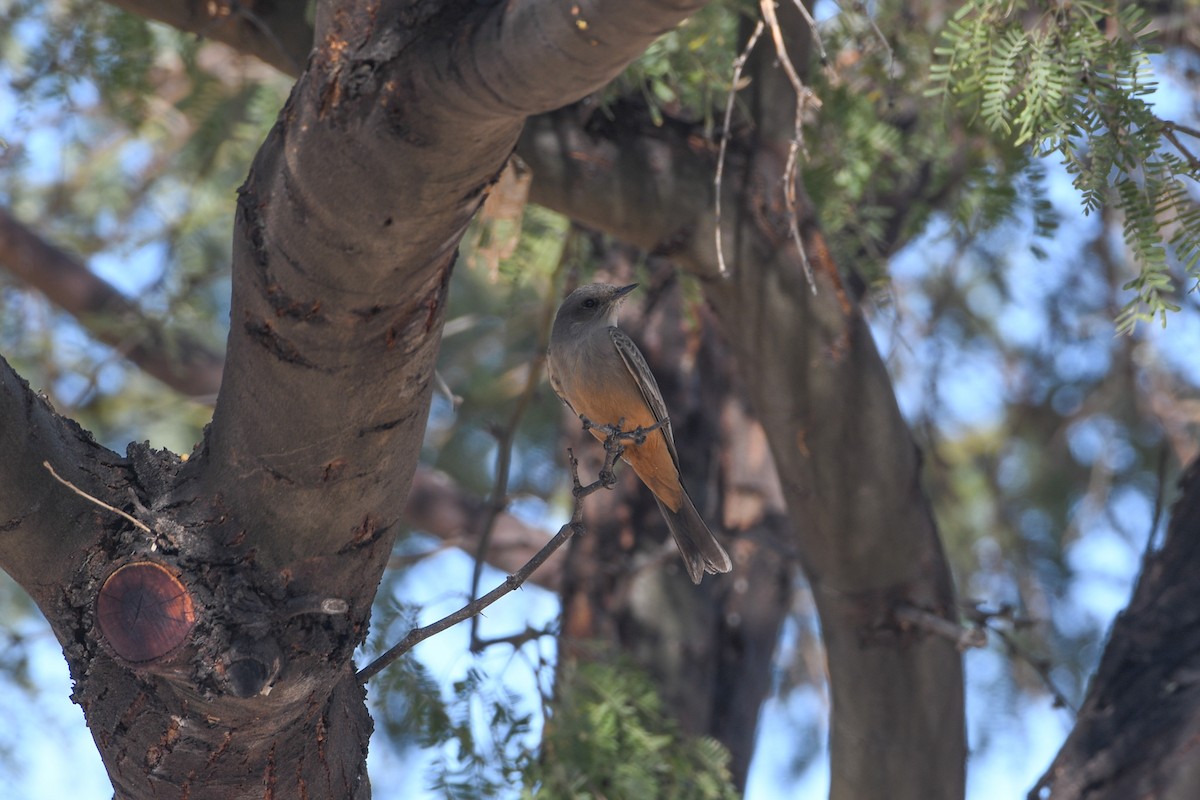 Mosquero Llanero - ML647658973