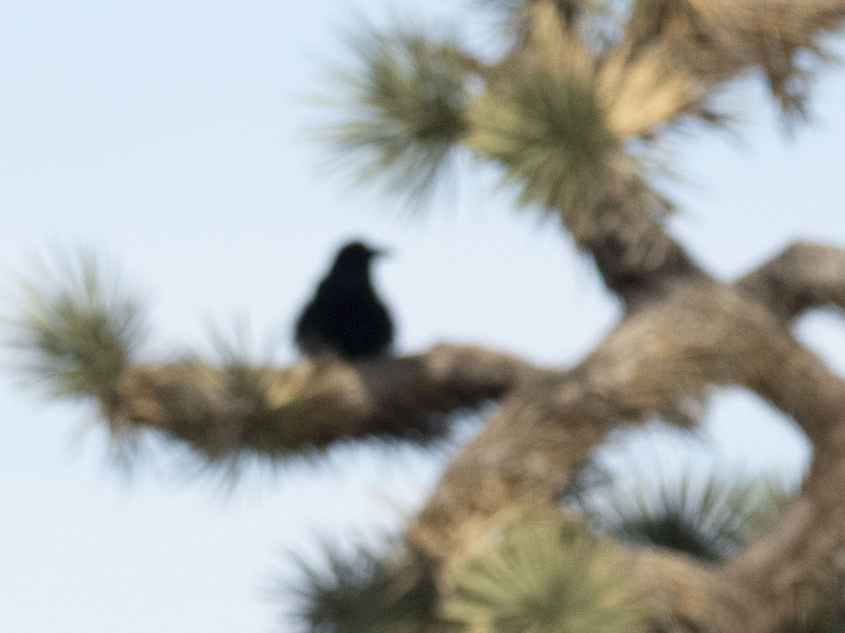 Cuervo Grande - ML647658974