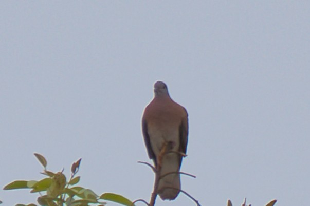 Paloma Colorada - ML647658995