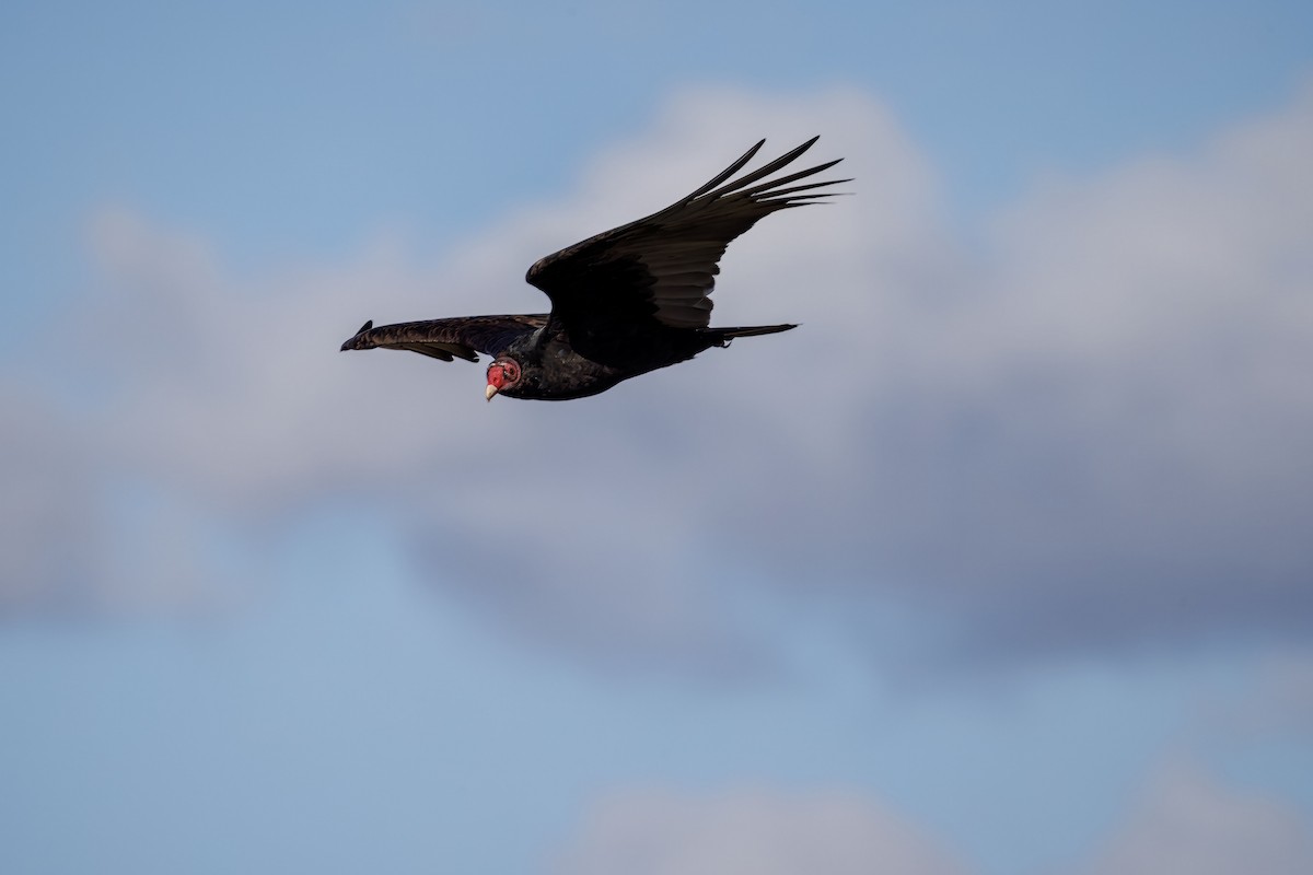 Turkey Vulture - ML647659006