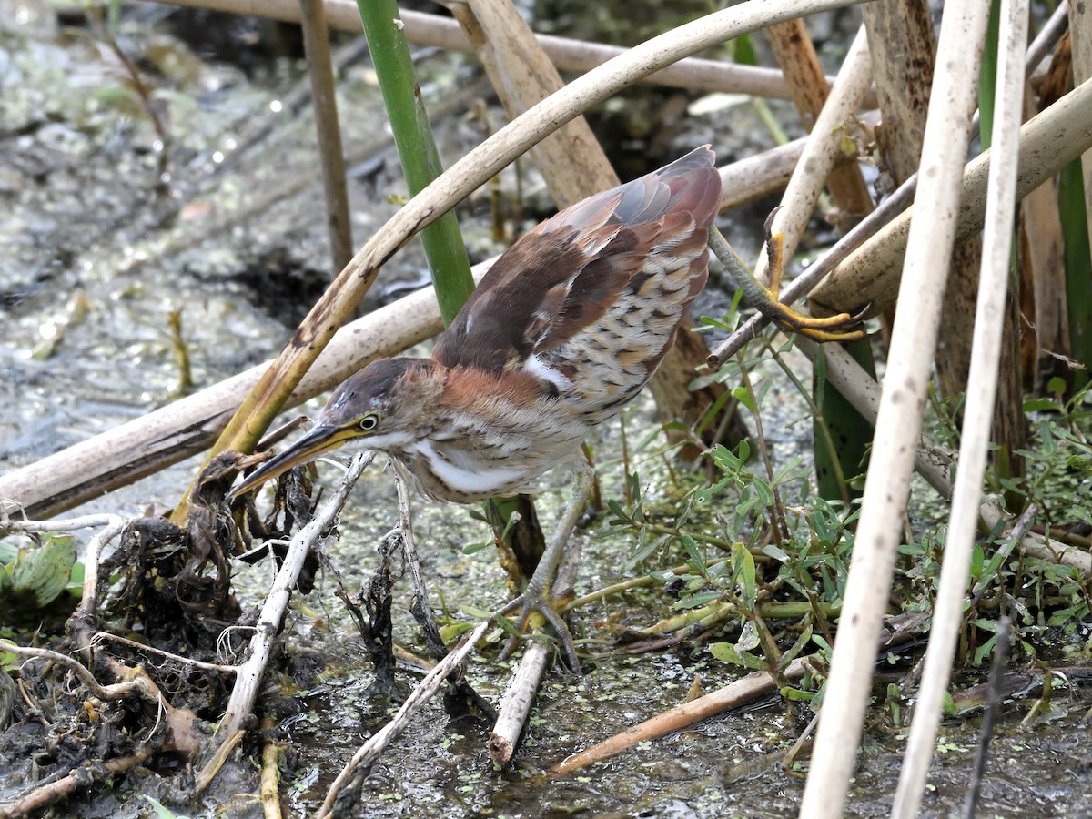 Petit Blongios - ML647659009