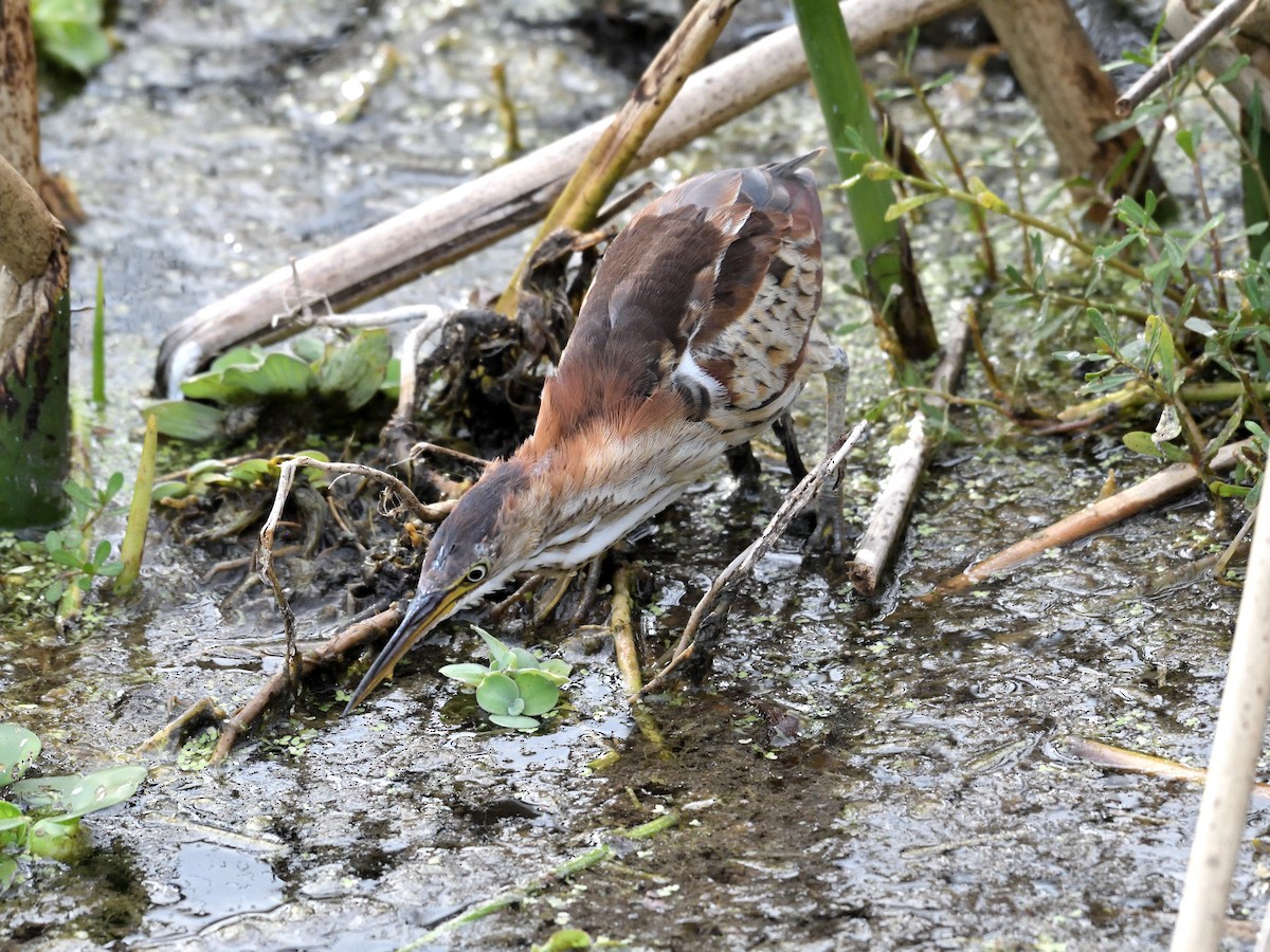 Petit Blongios - ML647659010