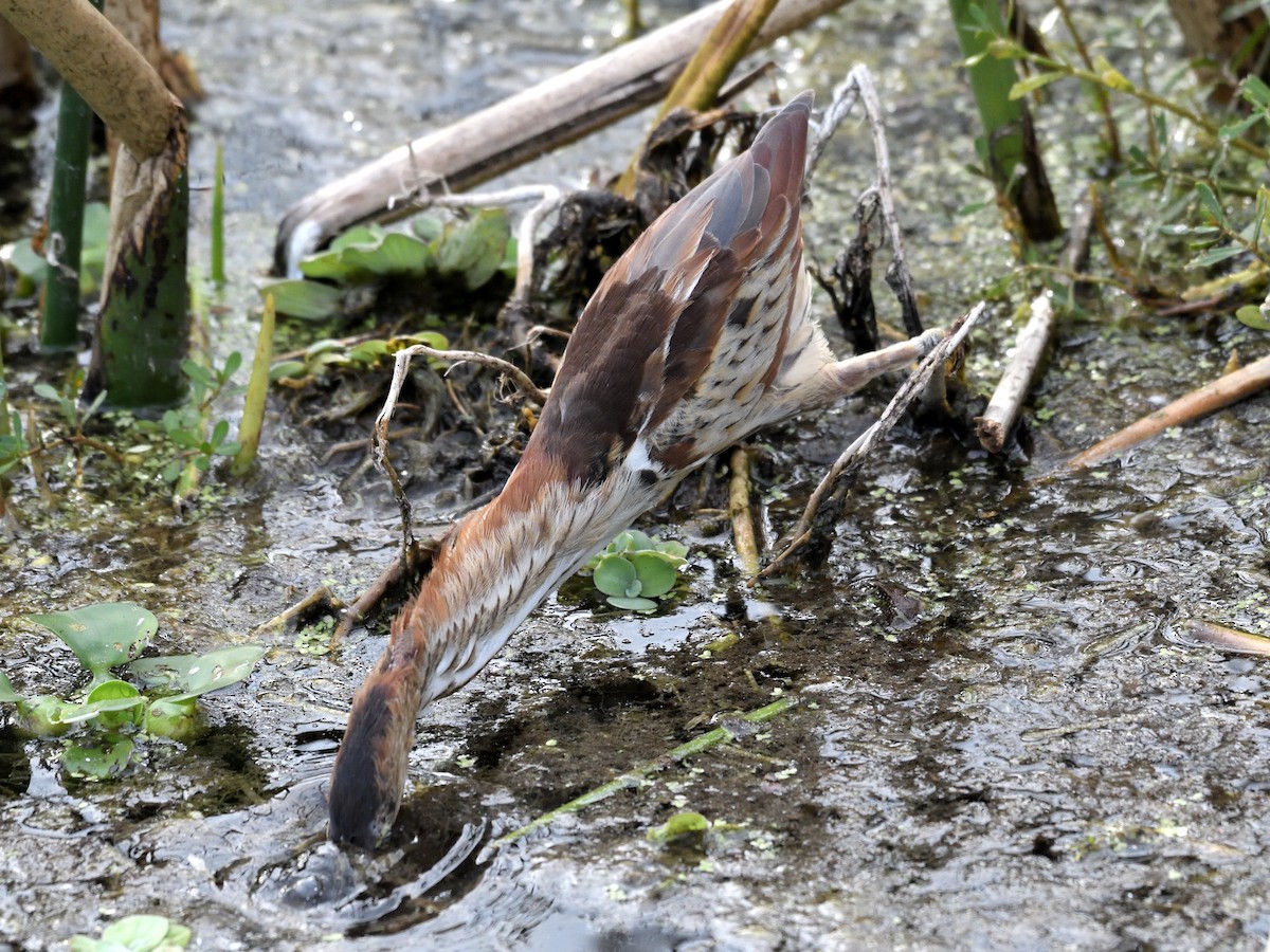 Petit Blongios - ML647659014