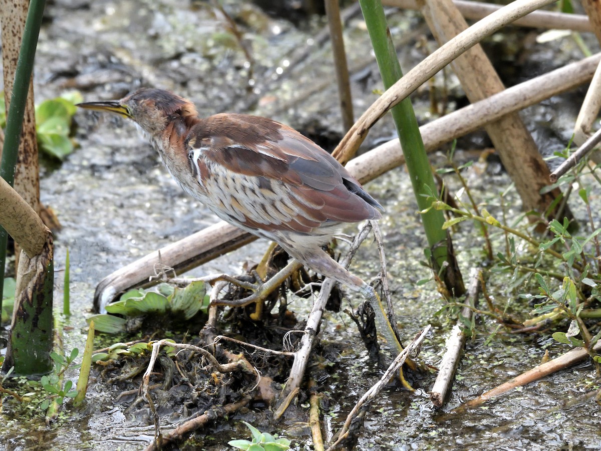 Petit Blongios - ML647659015
