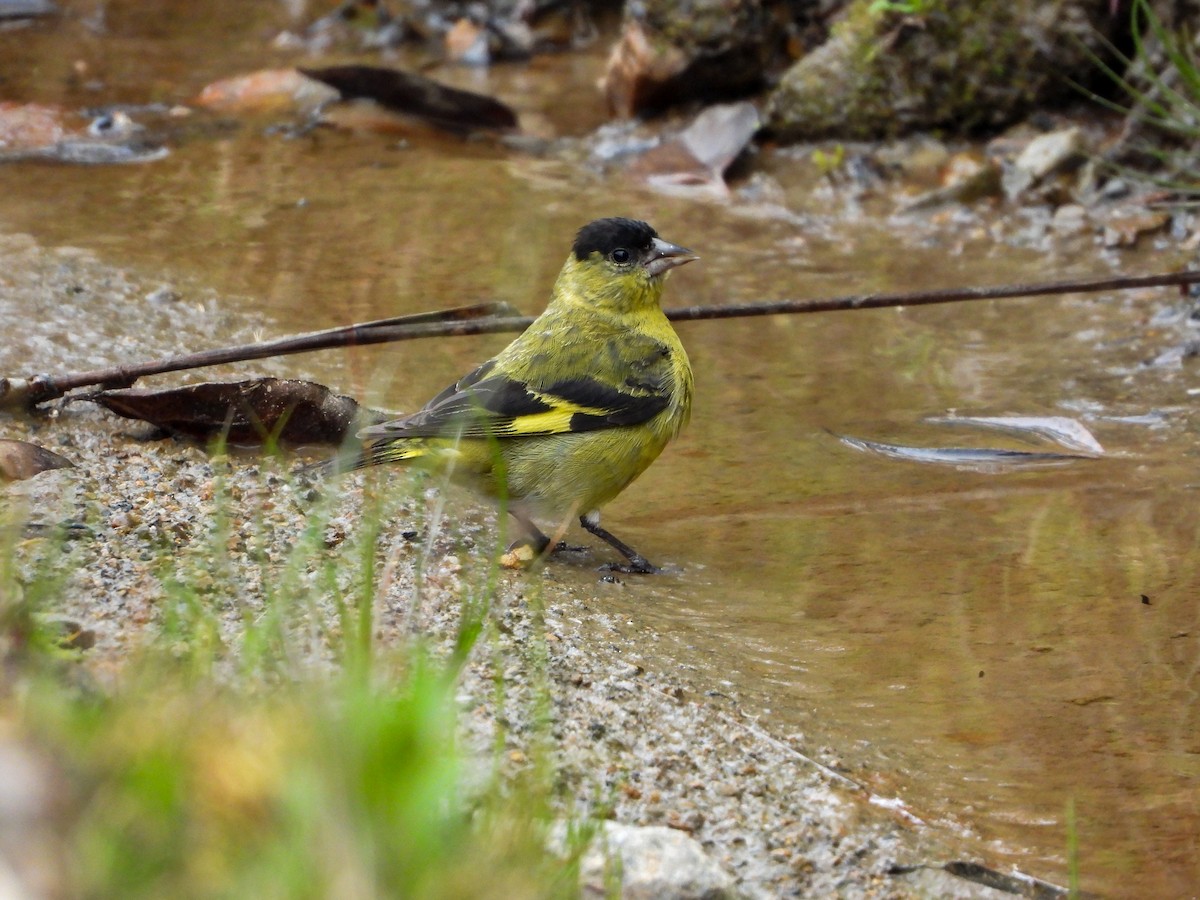 Andean Siskin - ML647659032