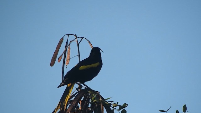 Yellow-winged Cacique - ML647659034