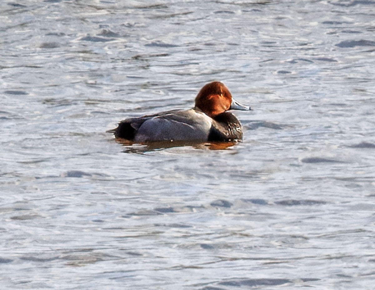 Redhead - ML647659037