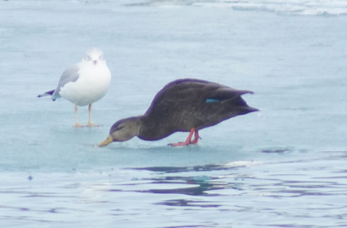 American Black Duck - ML647659044