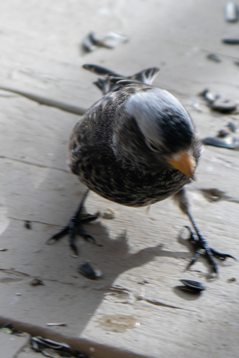 Black Rosy-Finch - ML647659048