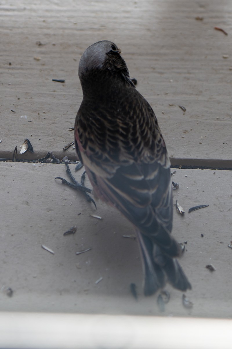 Black Rosy-Finch - ML647659049