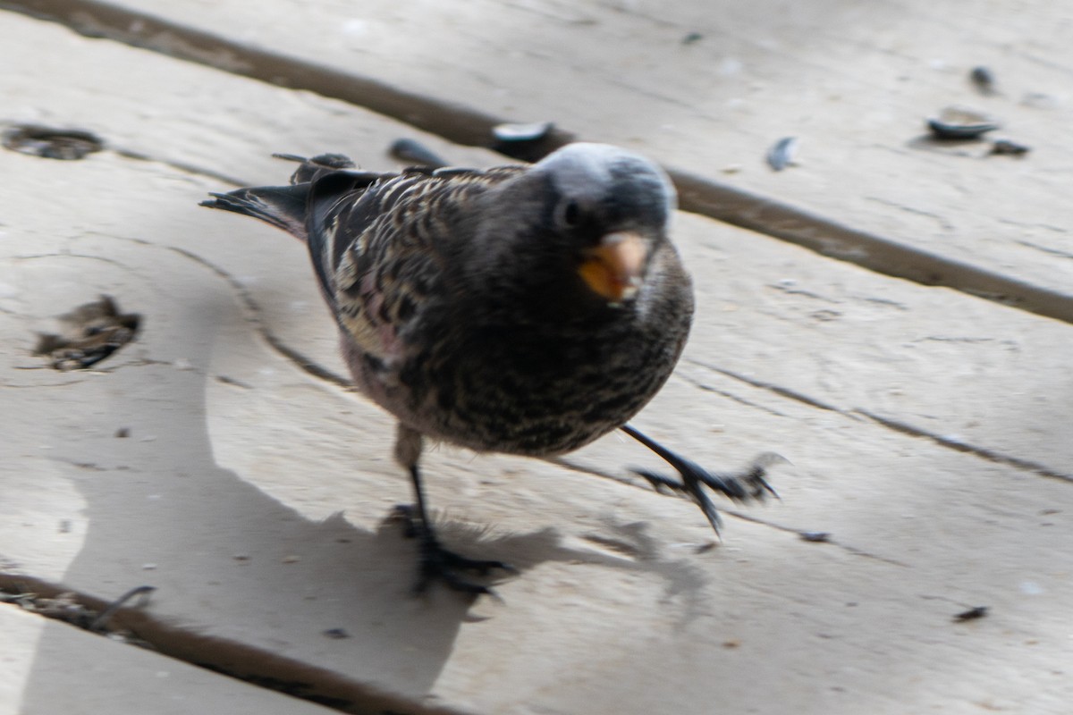 Black Rosy-Finch - ML647659050