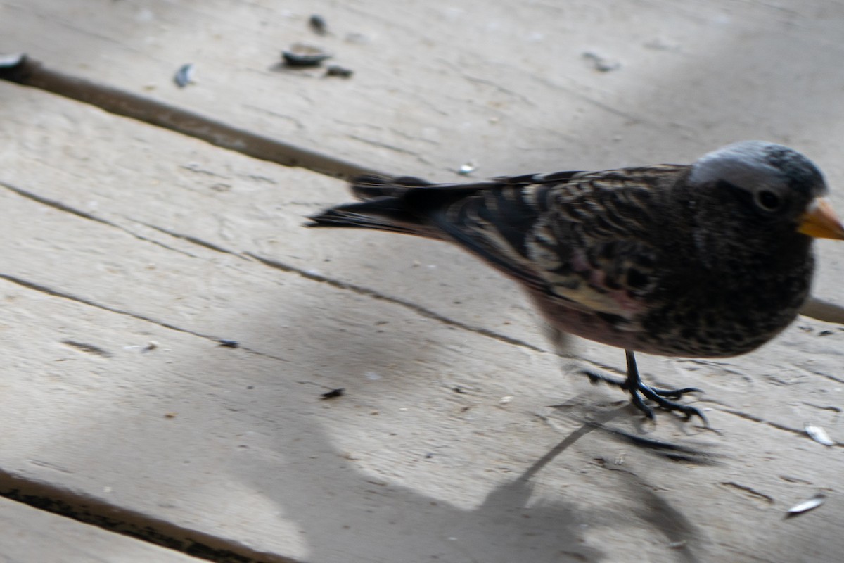 Black Rosy-Finch - ML647659051