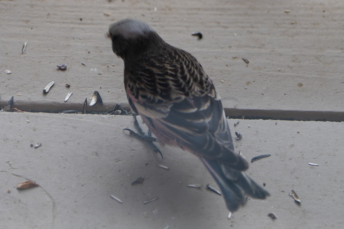 Black Rosy-Finch - ML647659052