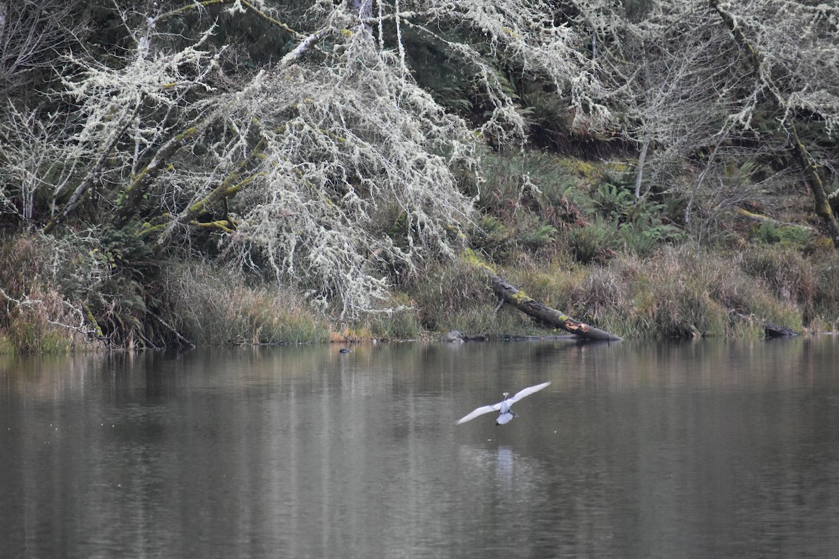 Cormorán Orejudo - ML647659056