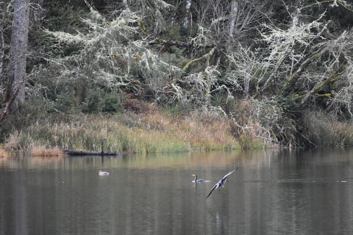 Cormorán Orejudo - ML647659081
