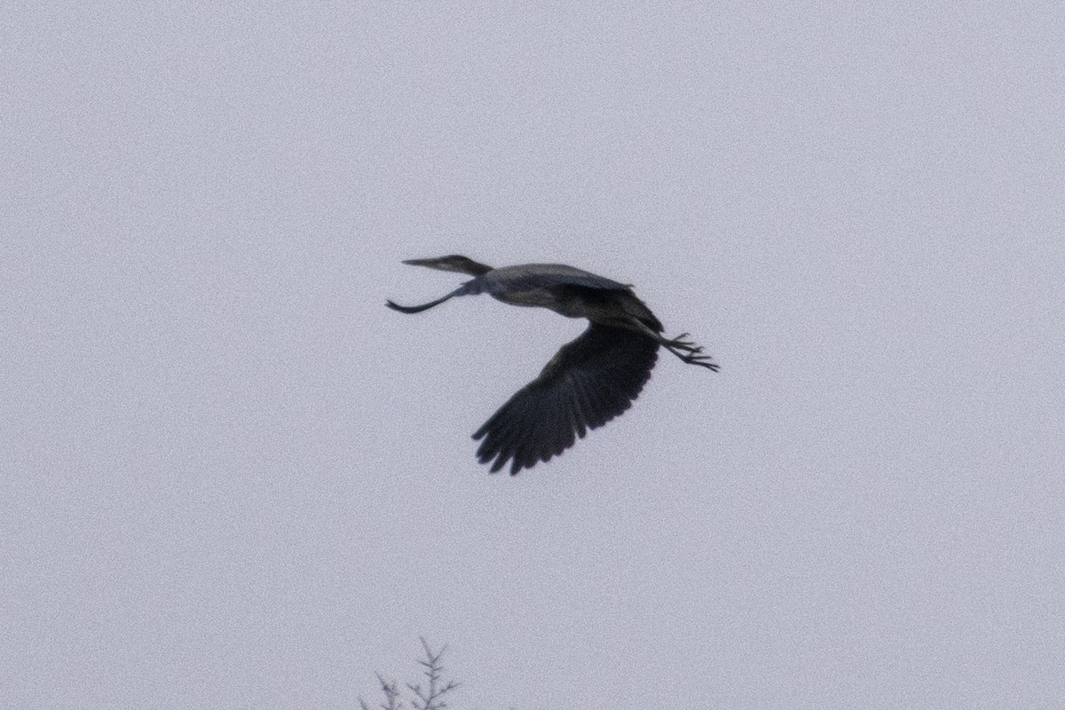 Great Blue Heron - ML647659088