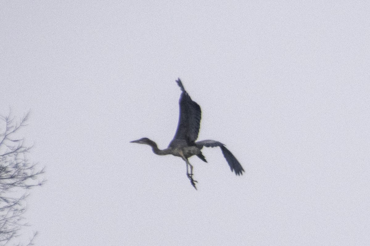 Great Blue Heron - ML647659089