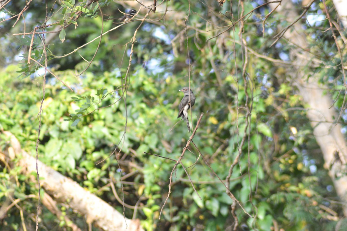 Gray-bellied Cuckoo - ML647659147