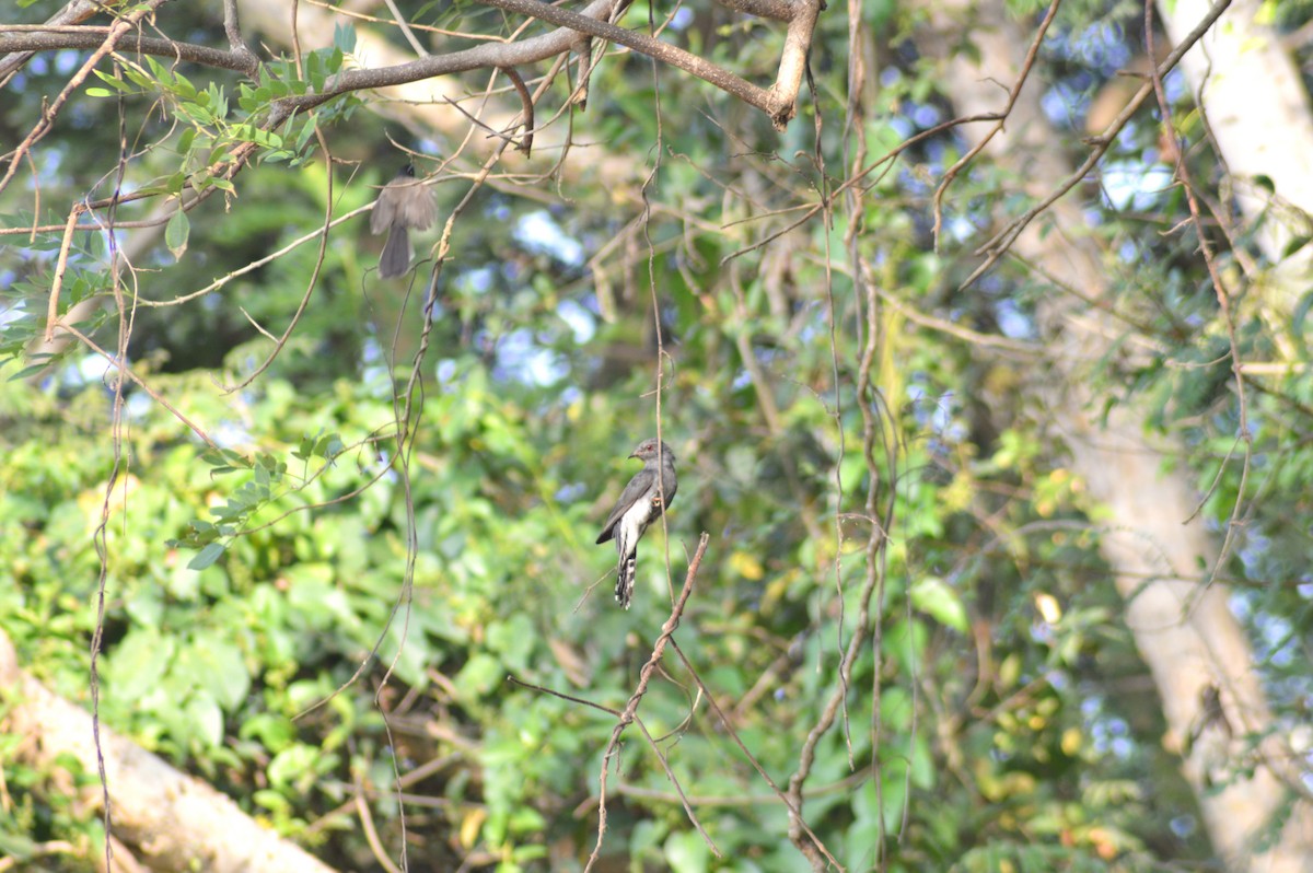 Gray-bellied Cuckoo - ML647659148