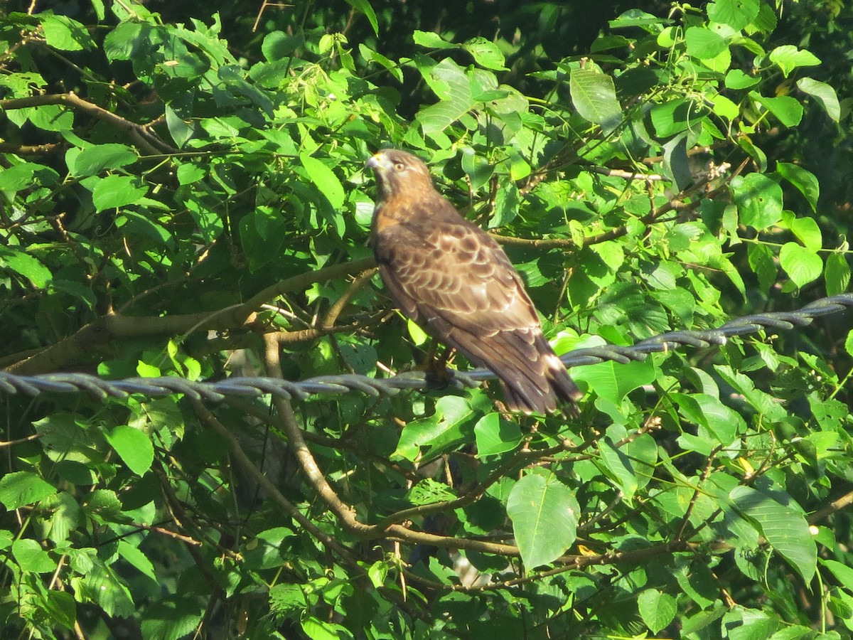 Broad-winged Hawk - ML647659150