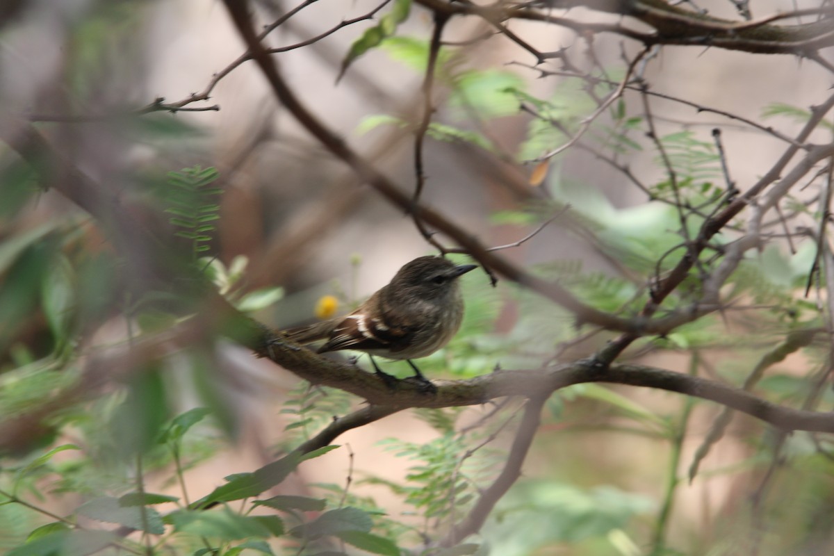 Mouse-gray Flycatcher - ML647659159