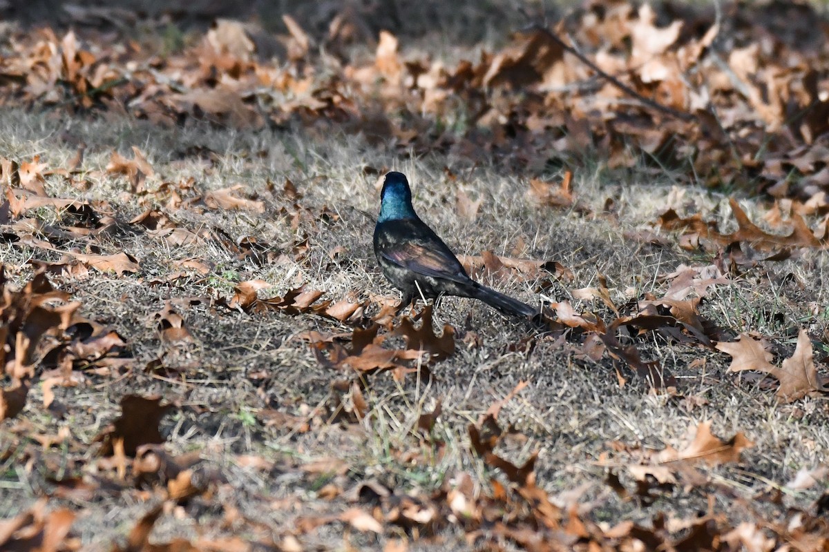 Purpurgrackel (versicolor) - ML647659169