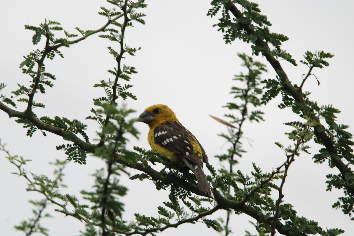 Golden Grosbeak - ML647659170