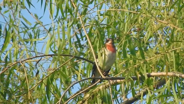Rose-breasted Grosbeak - ML647659171
