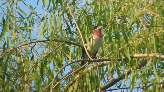 Rose-breasted Grosbeak - ML647659172