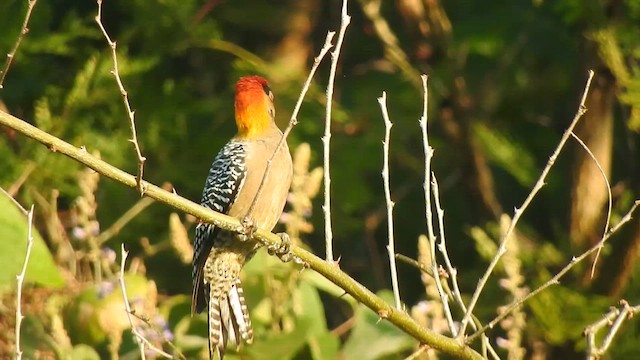 Golden-cheeked Woodpecker - ML647659180