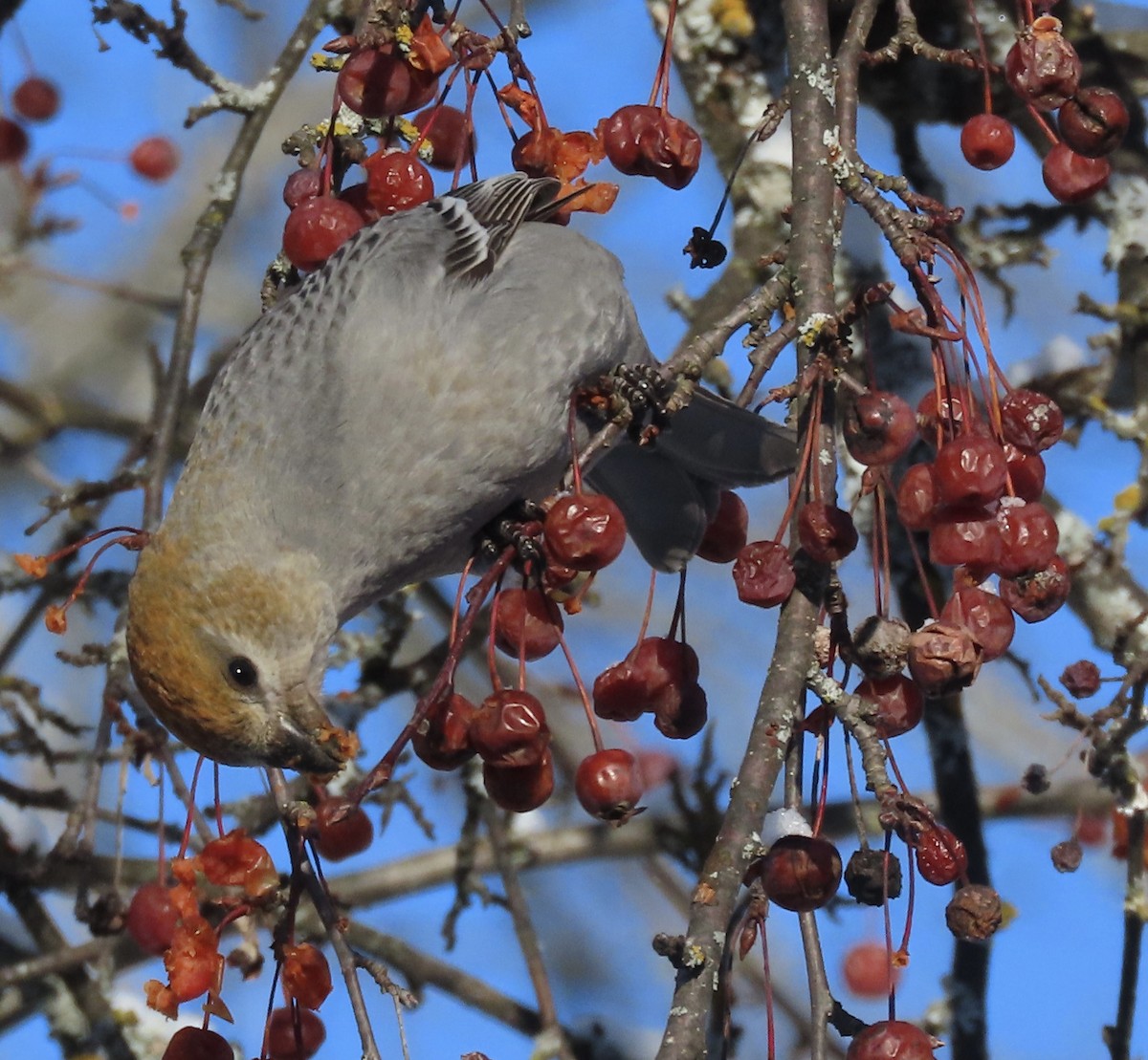 ギンザンマシコ - ML647659188
