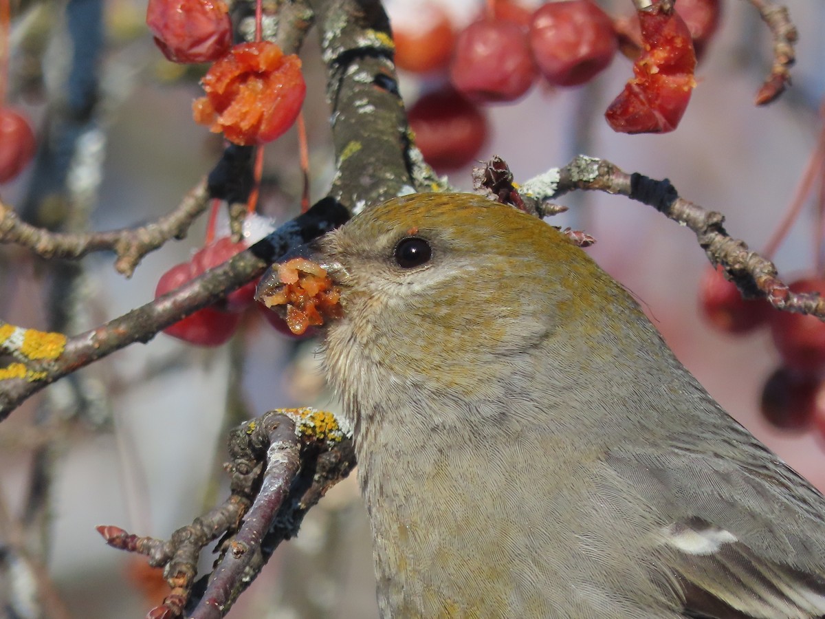 ギンザンマシコ - ML647659190