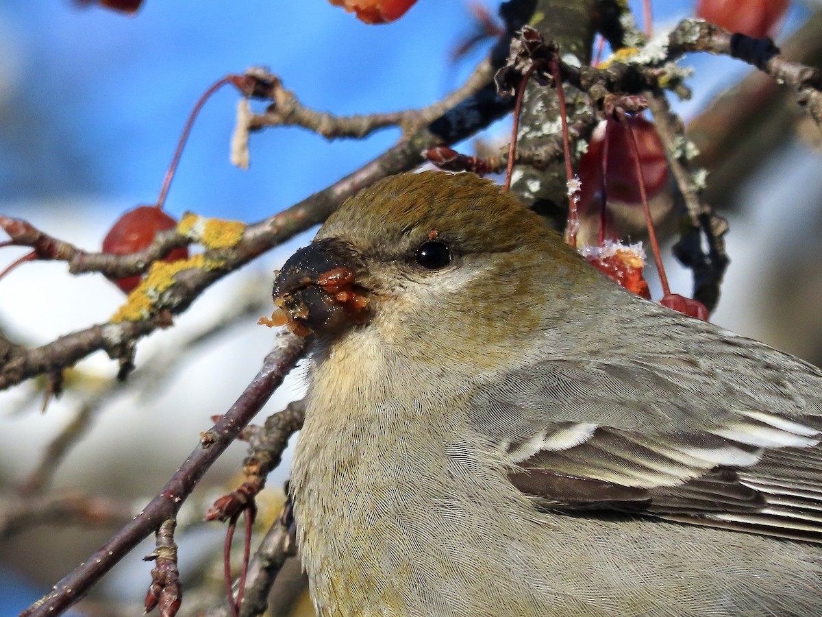 ギンザンマシコ - ML647659191