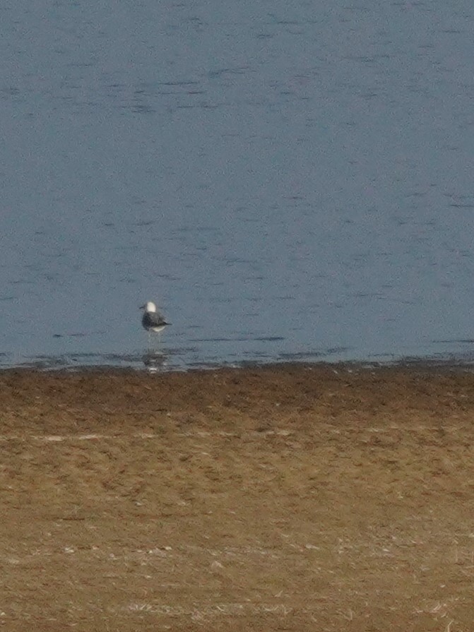 Kaio iluna - ML647659192