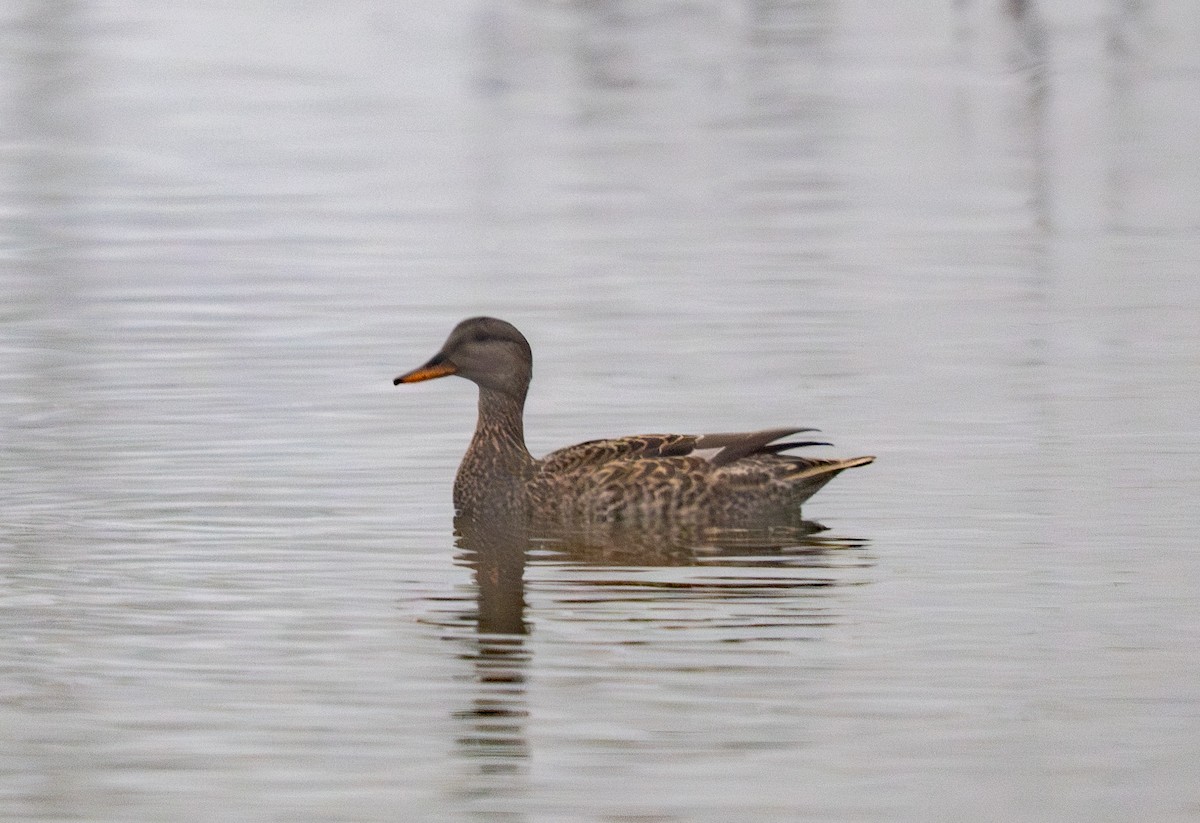 Canard chipeau - ML647659198