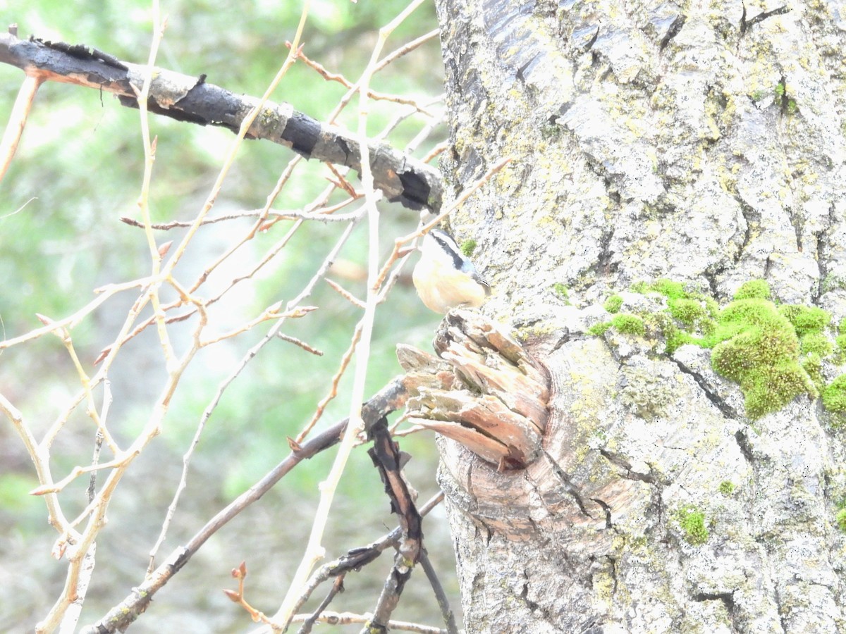 Red-breasted Nuthatch - ML647659200