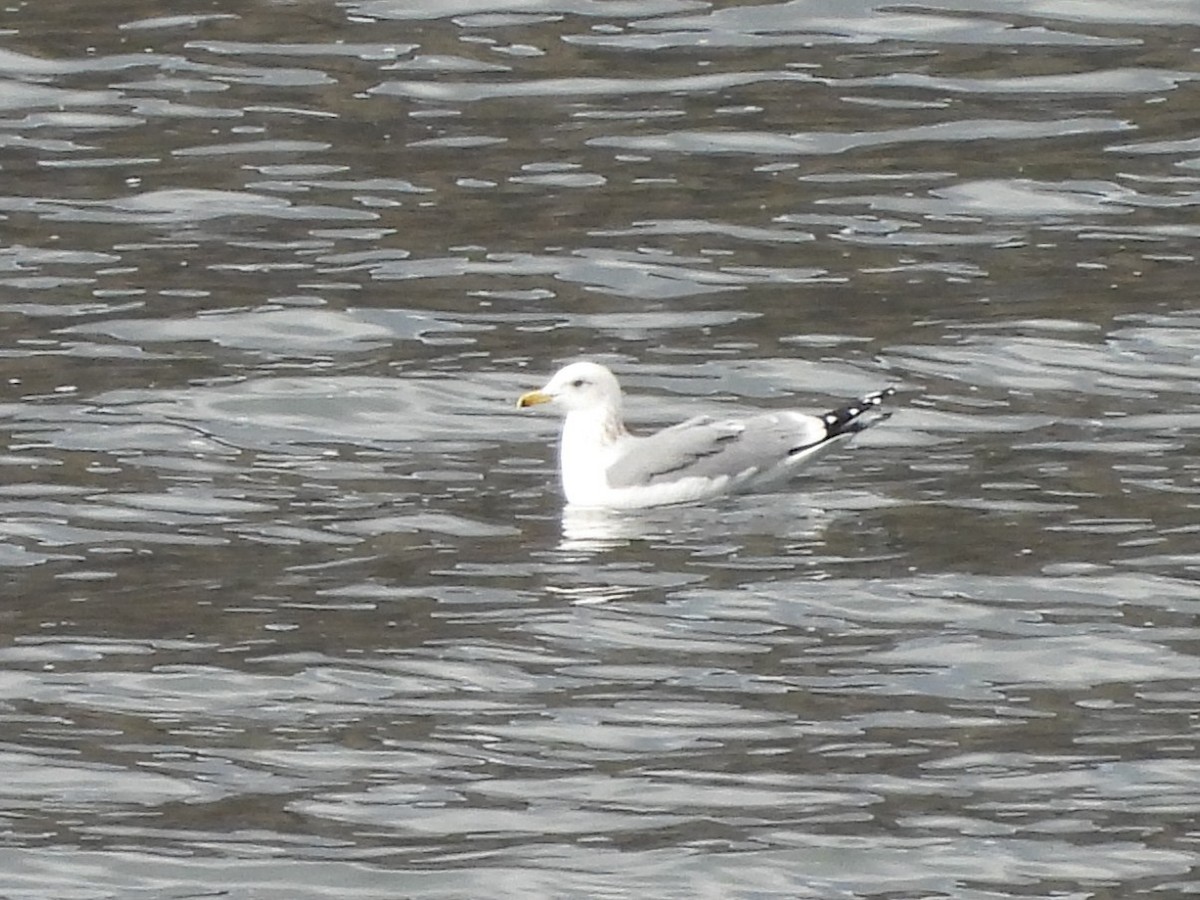 California Gull - ML647659214