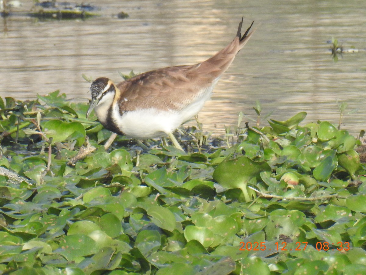 Jacana à longue queue - ML647659215