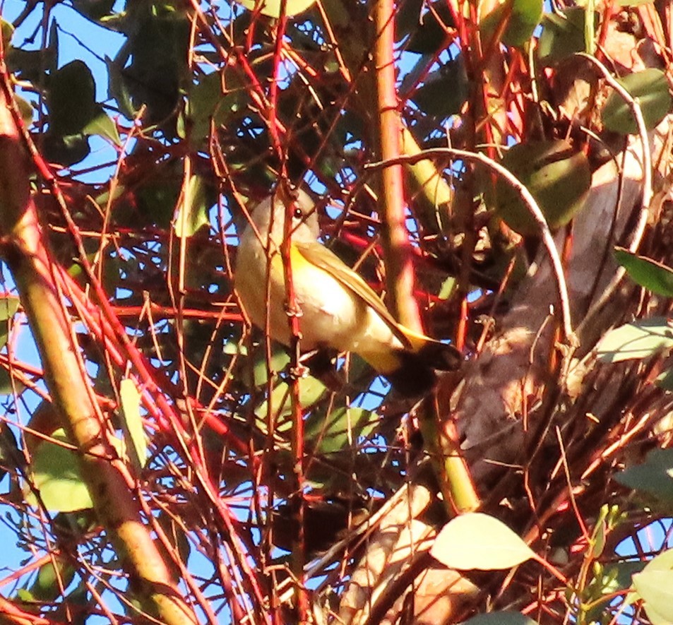 Kızıl Kuyruklu Ötleğen - ML647659225